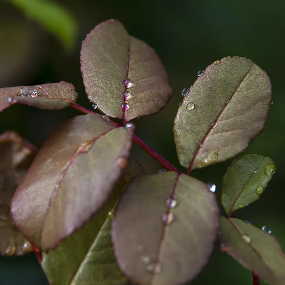 <strong>Après la Pluie #1202 - </strong> <small>© Rémy SALAÜN</small>