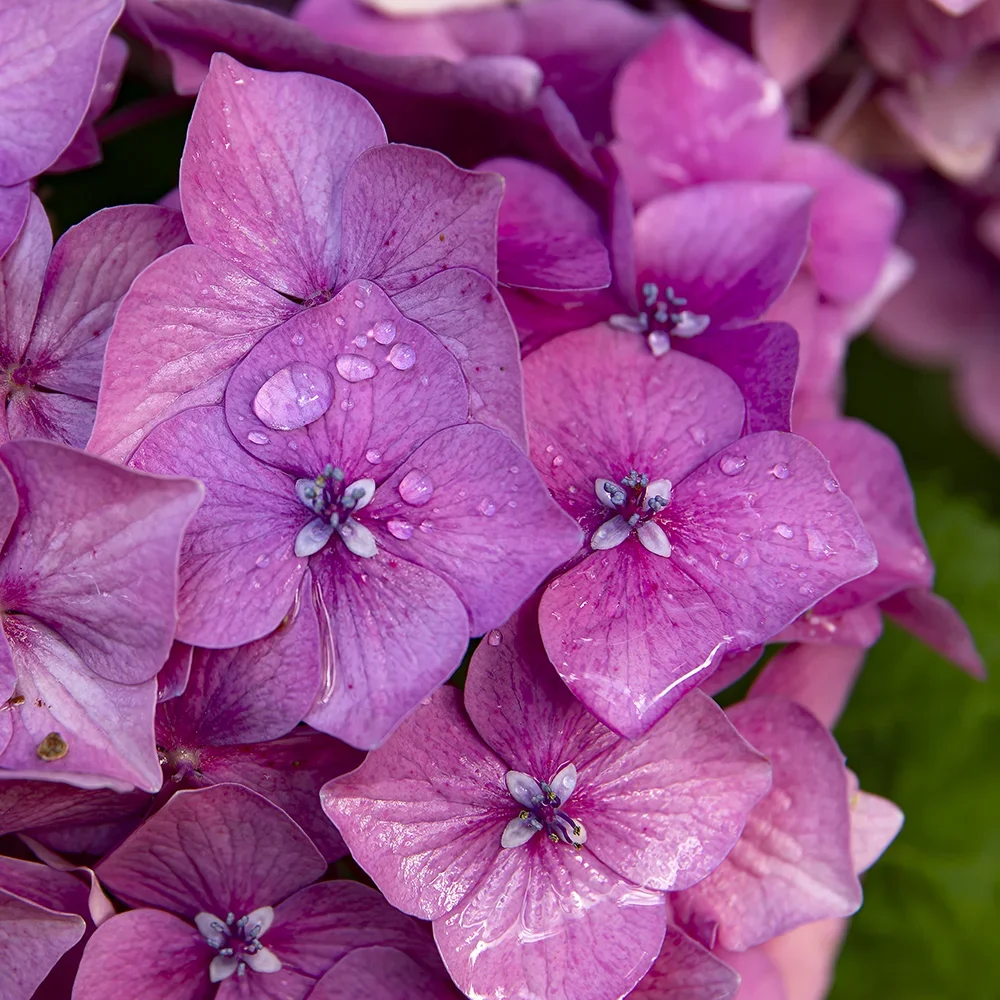 <strong>Après la Pluie #1203 - </strong> <small>© Rémy SALAÜN</small>