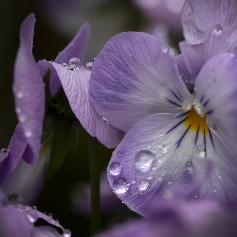 <strong>Après la Pluie #1199 - </strong> <small>© Rémy SALAÜN</small>