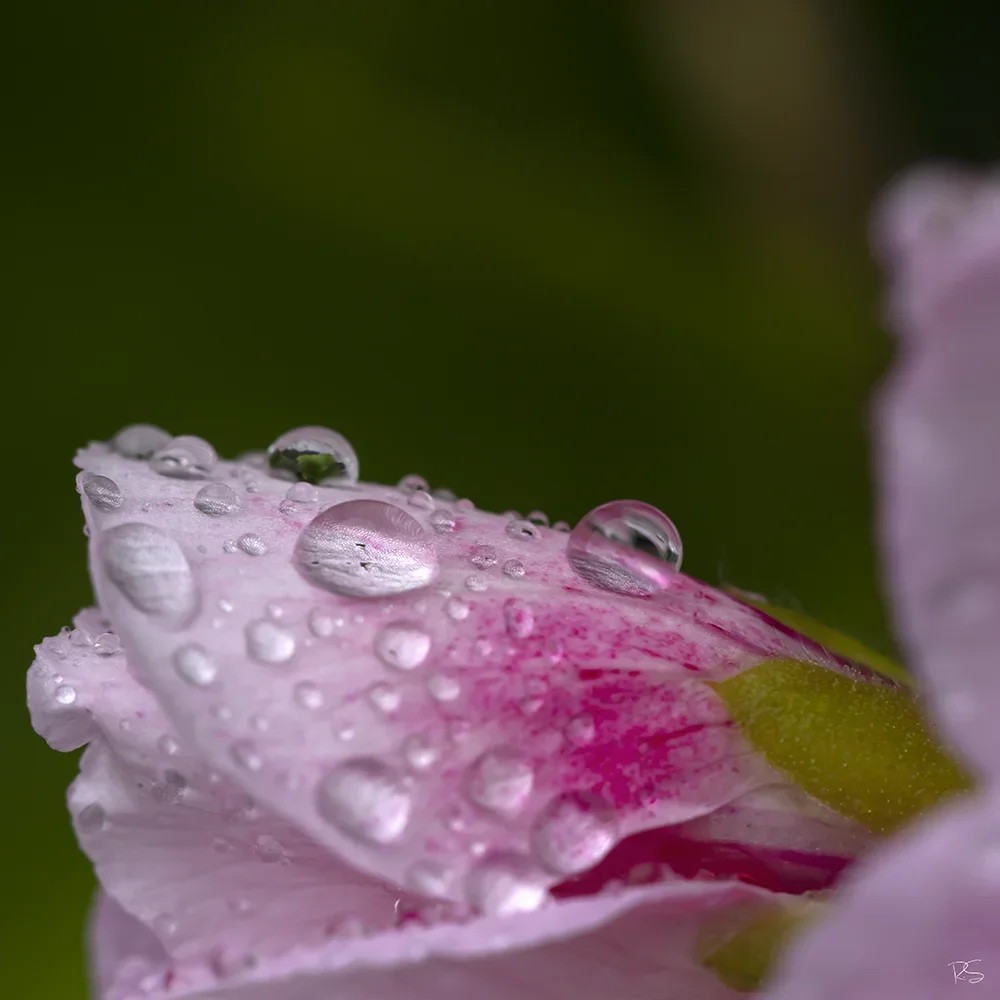 <strong>Après la Pluie #1244 - </strong> <small>© Rémy SALAÜN</small>