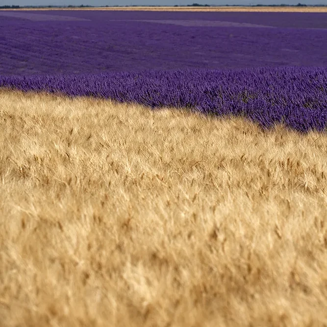 <strong>Paysages #1144 - Valensole | 04</strong> <small>© Rémy SALAÜN</small>