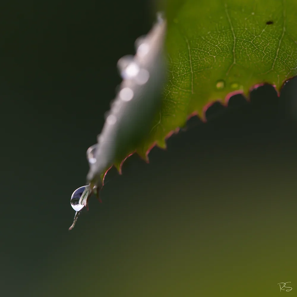 <strong>Après la Pluie #1216 - </strong> <small>© Rémy SALAÜN</small>