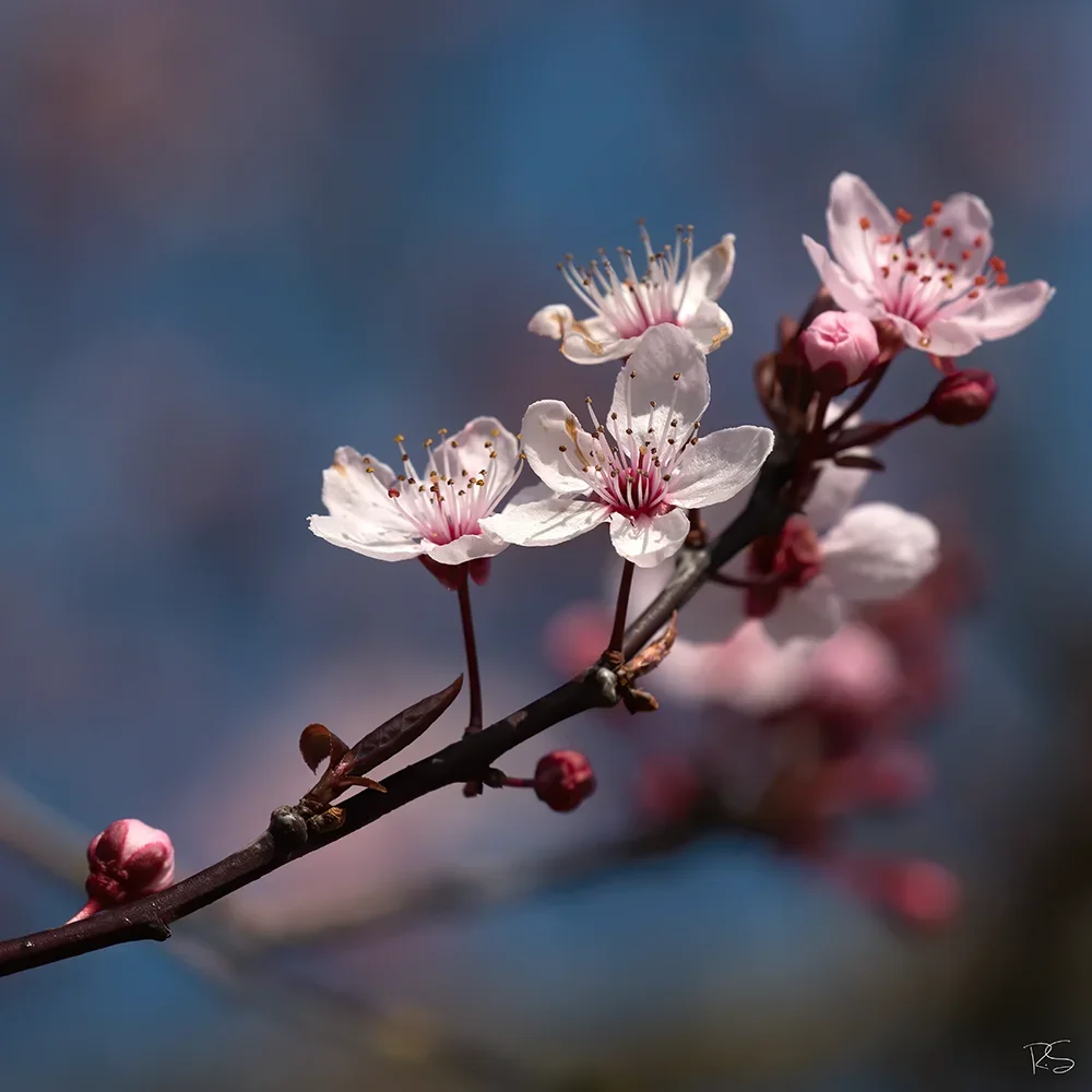 <strong>Flore #1486 - </strong> <small>© Rémy SALAÜN</small>