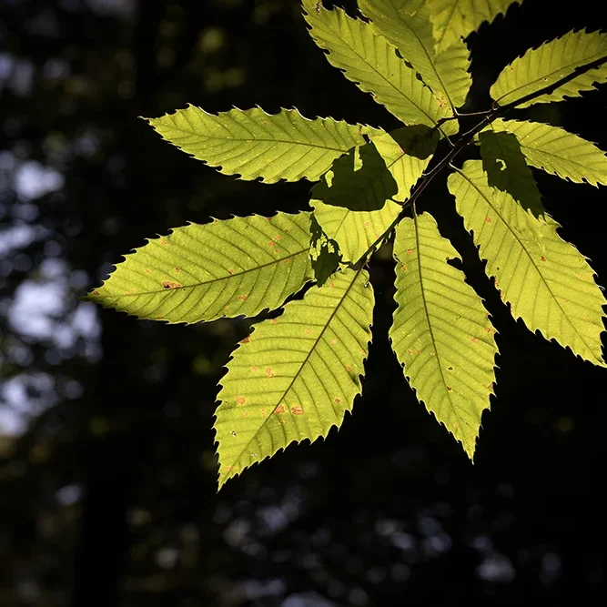 <strong>Flore #2489 - </strong> <small>© Rémy SALAÜN</small>