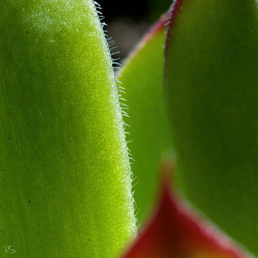 <strong>Flore #1532 - </strong> <small>© Rémy SALAÜN</small>