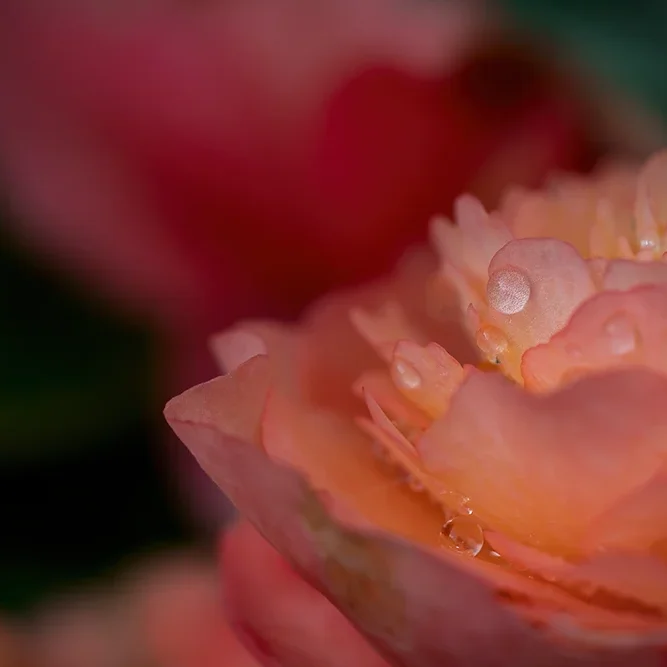 <strong>Après la Pluie #1214 - </strong> <small>© Rémy SALAÜN</small>