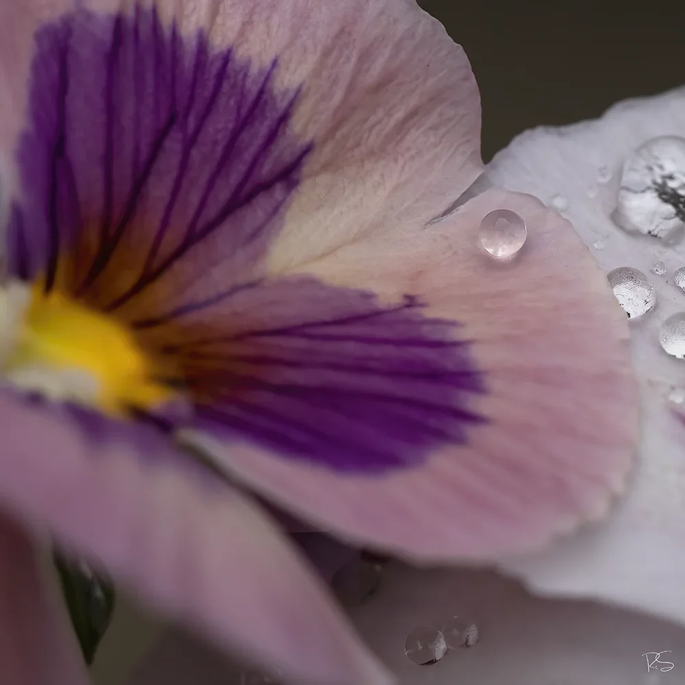 <strong>Après la Pluie #1296 - </strong> <small>© Rémy SALAÜN</small>