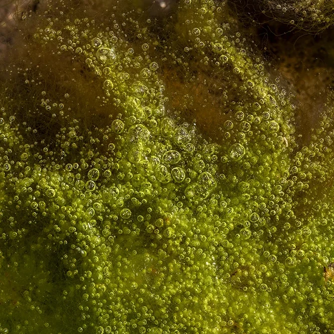 <strong>Vue Sur Mer #759 - Saint-Pierre (Penmarc'h) | 29</strong> <small>© Rémy SALAÜN</small>