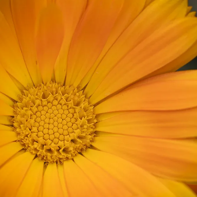 <strong>Flore #1362 - </strong> <small>© Rémy SALAÜN</small>