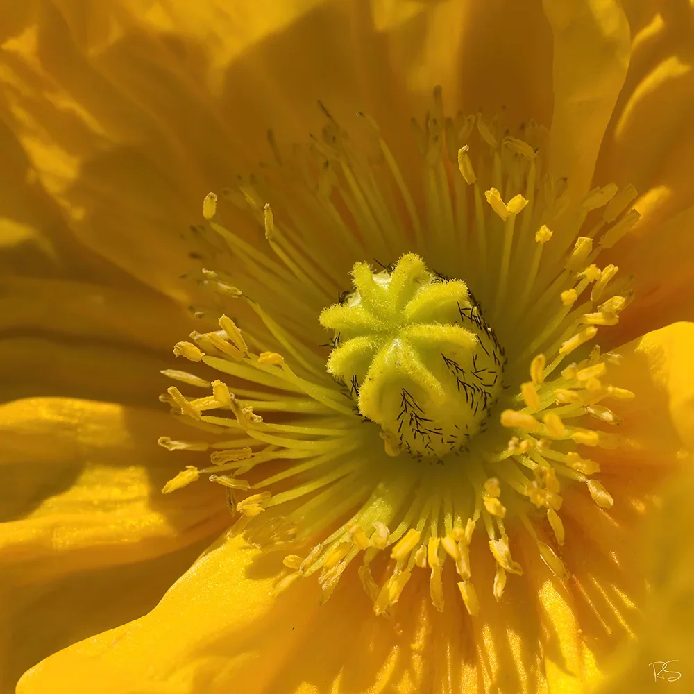 <strong>Flore #1537 - </strong> <small>© Rémy SALAÜN</small>