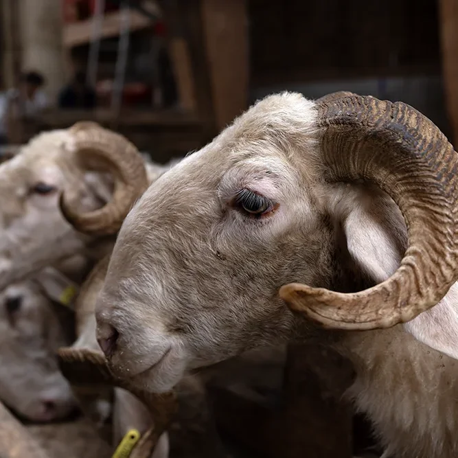 <strong>Animalité #2488 - </strong> <small>© Rémy SALAÜN</small>