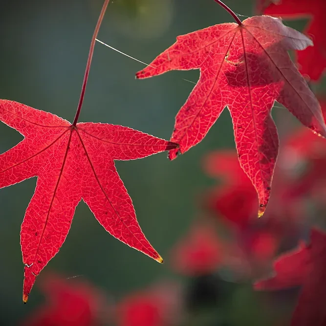 <strong>Flore #1442 - </strong> <small>© Rémy SALAÜN</small>