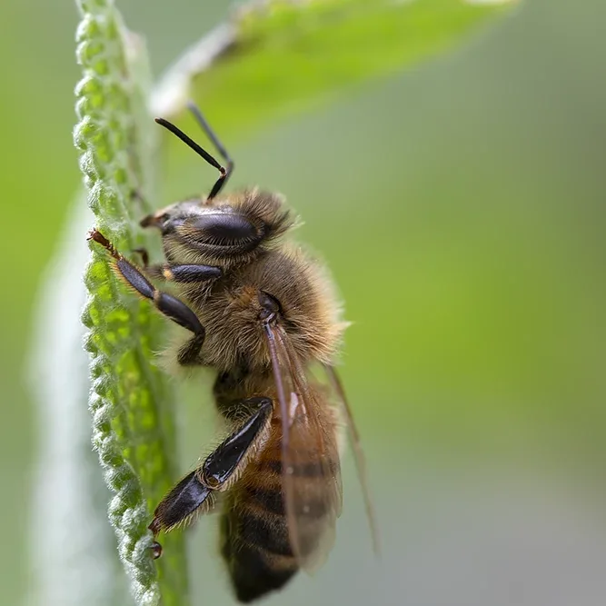 <strong>Animalité #1054 - </strong> <small>© Rémy SALAÜN</small>