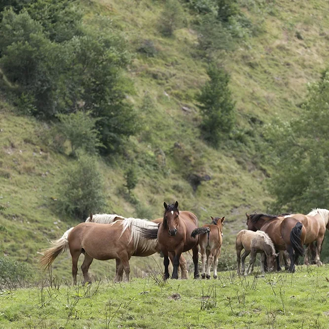 <strong>Animalité #2452 - </strong> <small>© Rémy SALAÜN</small>