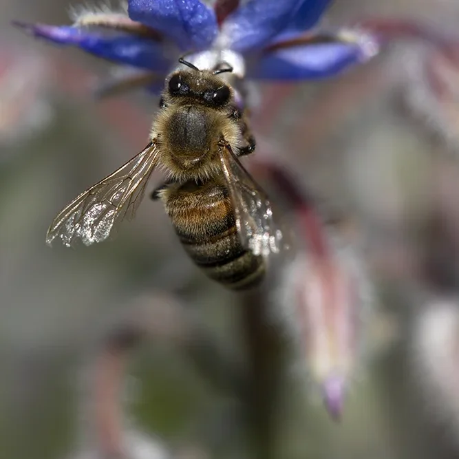 <strong>Animalité #2215 - </strong> <small>© Rémy SALAÜN</small>