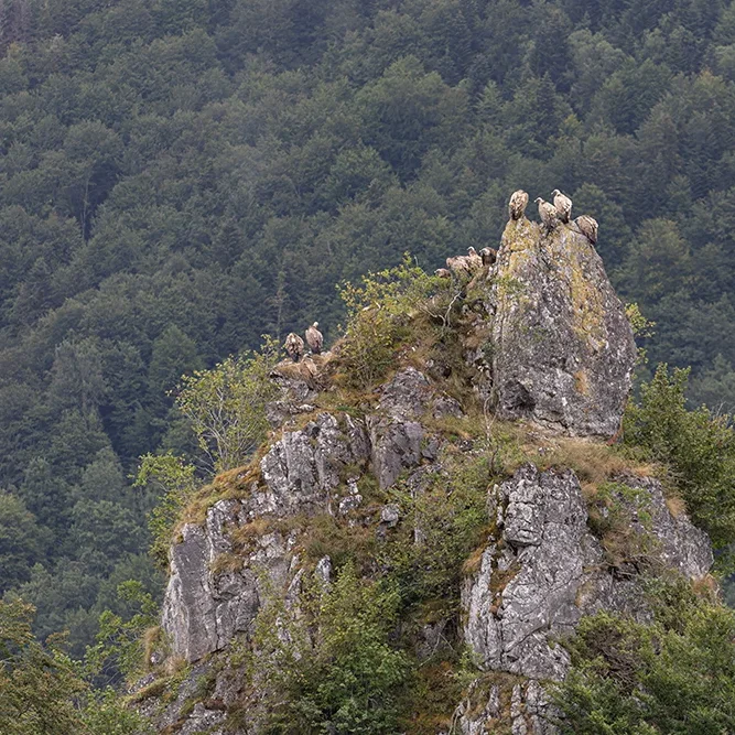 <strong>Animalité #2450 - </strong> <small>© Rémy SALAÜN</small>