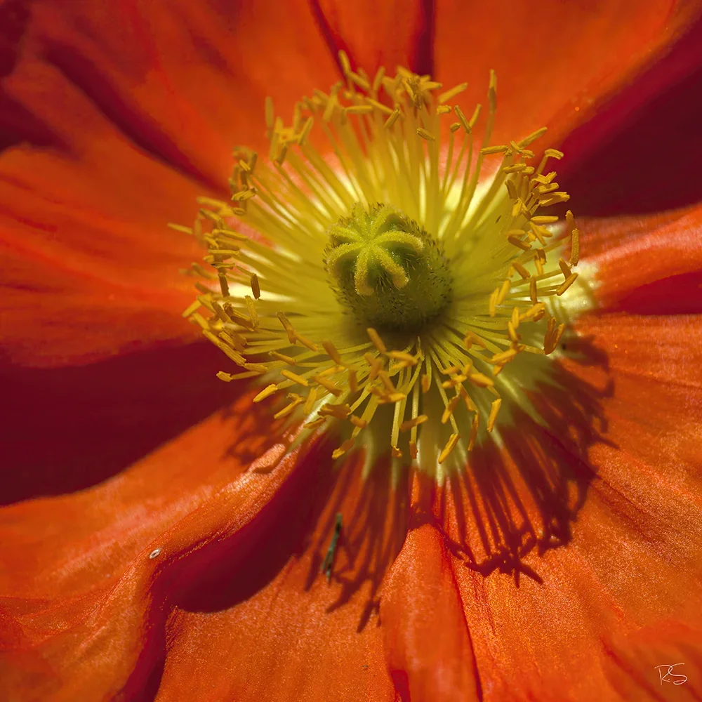 <strong>Flore #1475 - </strong> <small>© Rémy SALAÜN</small>