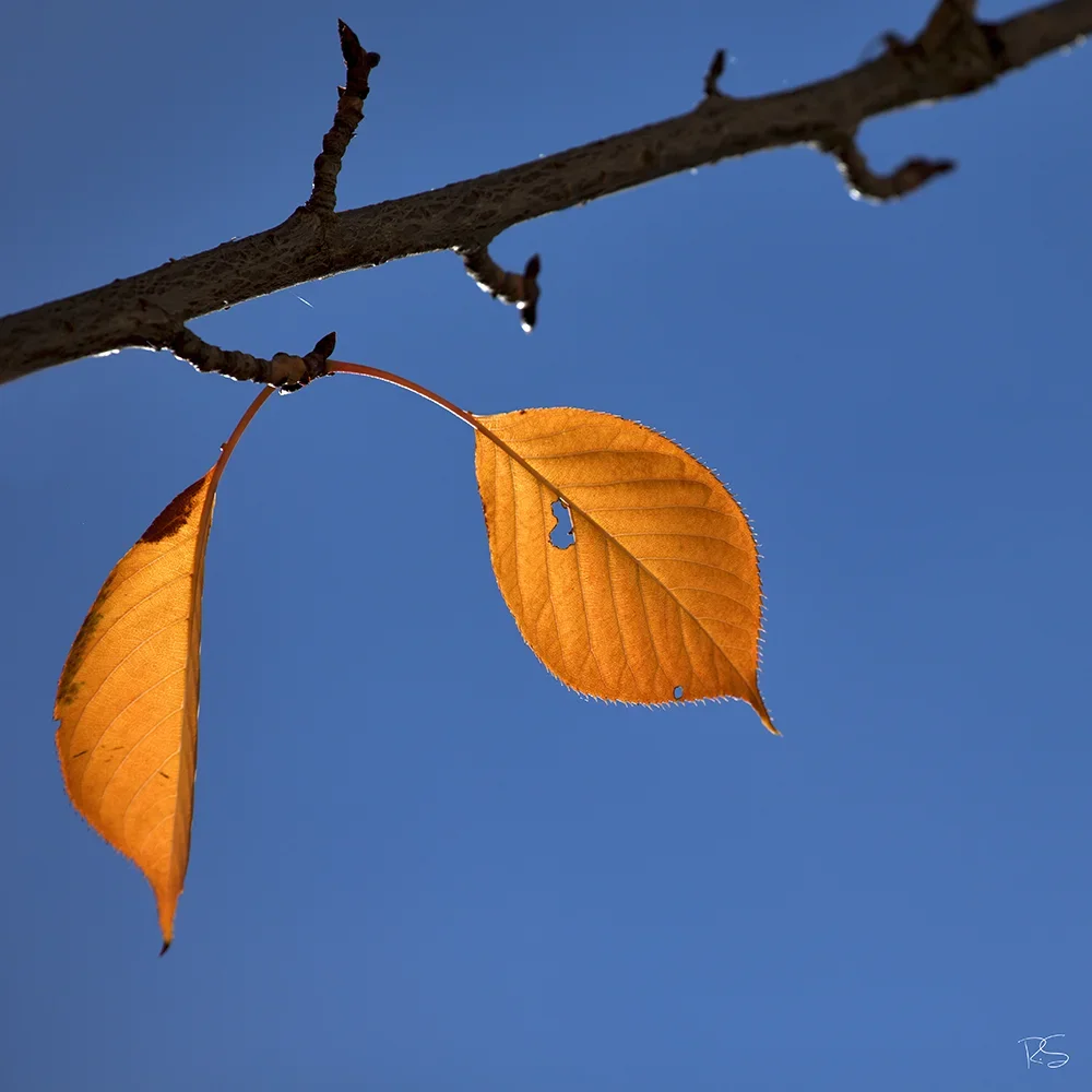 <strong>Flore #1497 - </strong> <small>© Rémy SALAÜN</small>