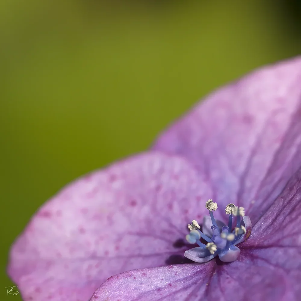 <strong>Flore #1504 - </strong> <small>© Rémy SALAÜN</small>