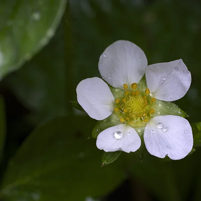 <strong>Après la Pluie #1198 - </strong> <small>© Rémy SALAÜN</small>