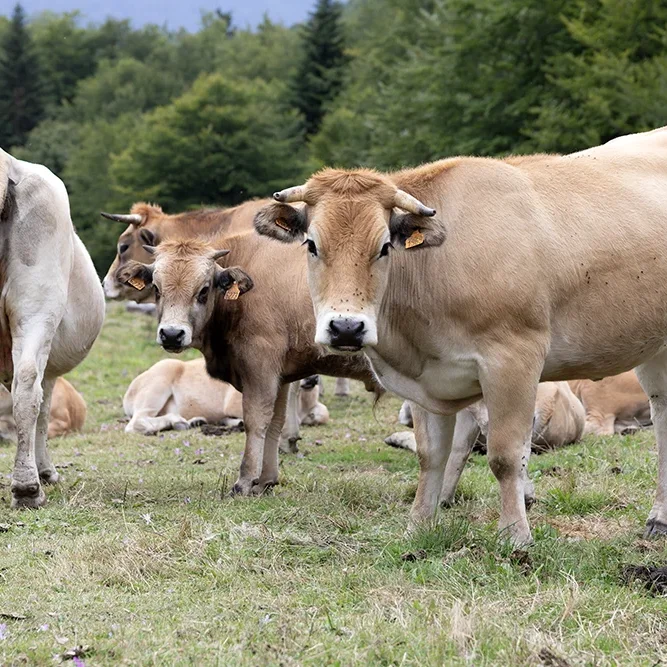 <strong>Animalité #2486 - </strong> <small>© Rémy SALAÜN</small>