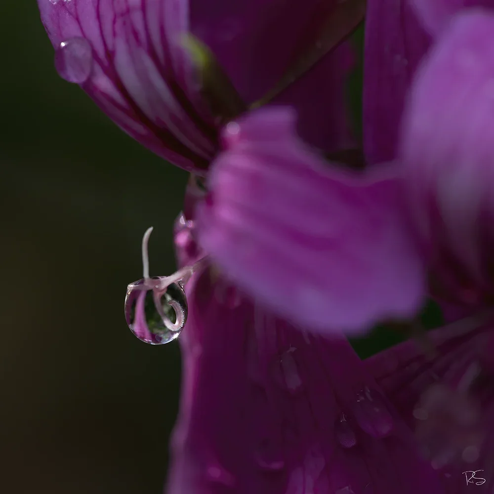 <strong>Après la Pluie #1293 - </strong> <small>© Rémy SALAÜN</small>