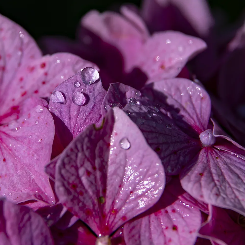 <strong>Après la Pluie #1204 - </strong> <small>© Rémy SALAÜN</small>