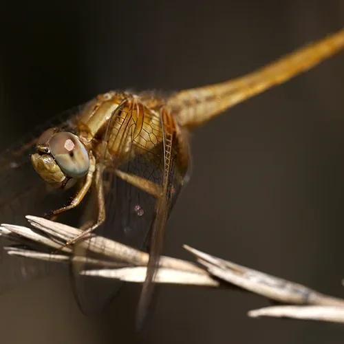 <strong>Animalité #1096 - </strong> <small>© Rémy SALAÜN</small>