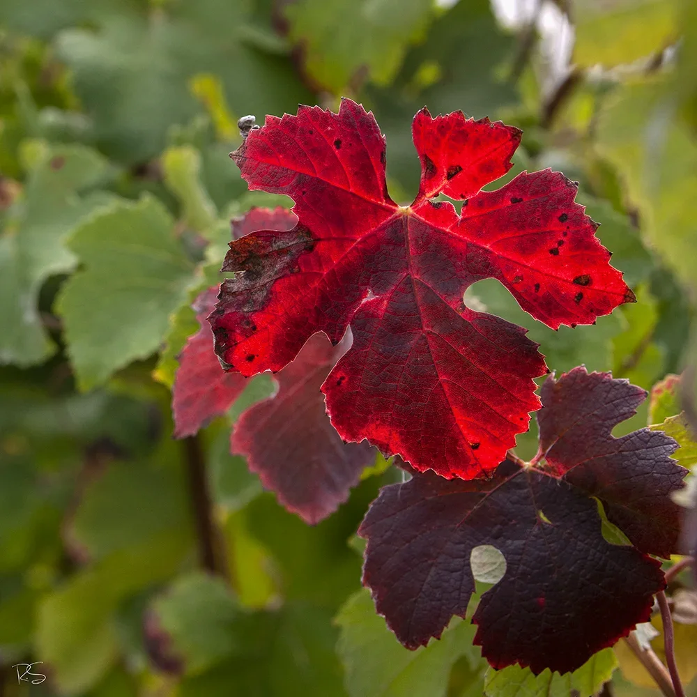 <strong>Paysages #1169 - Crogis | 02</strong> <small>© Rémy SALAÜN</small>