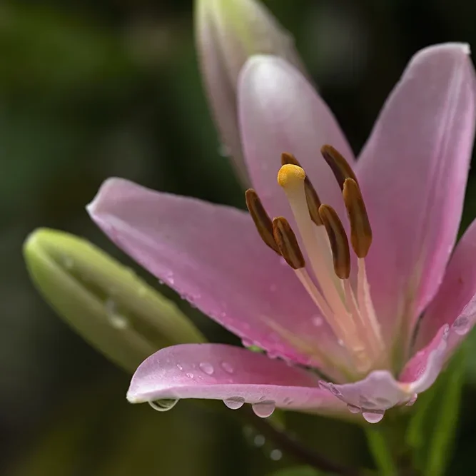 <strong>Après la Pluie #1237 - </strong> <small>© Rémy SALAÜN</small>