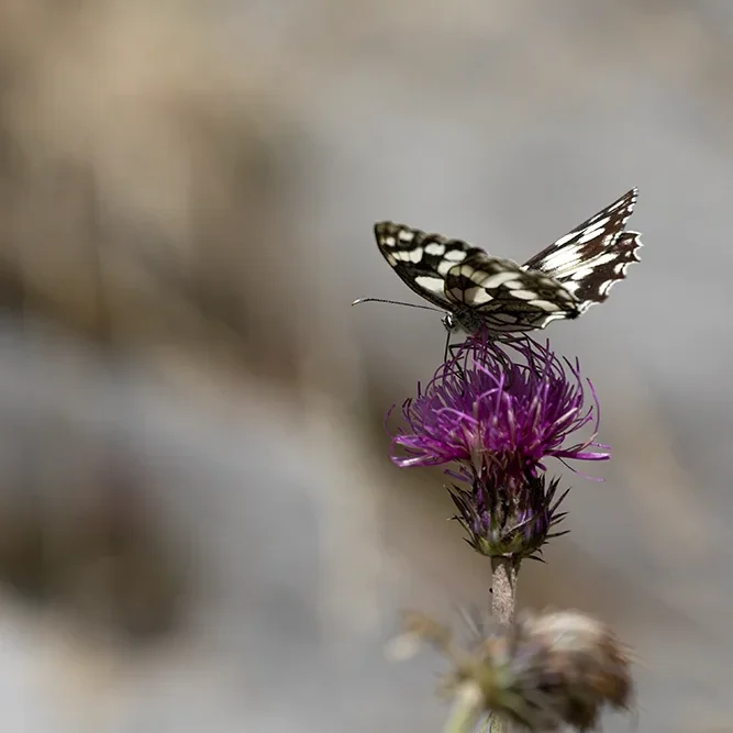 <strong>Animalité #2445 - </strong> <small>© Rémy SALAÜN</small>