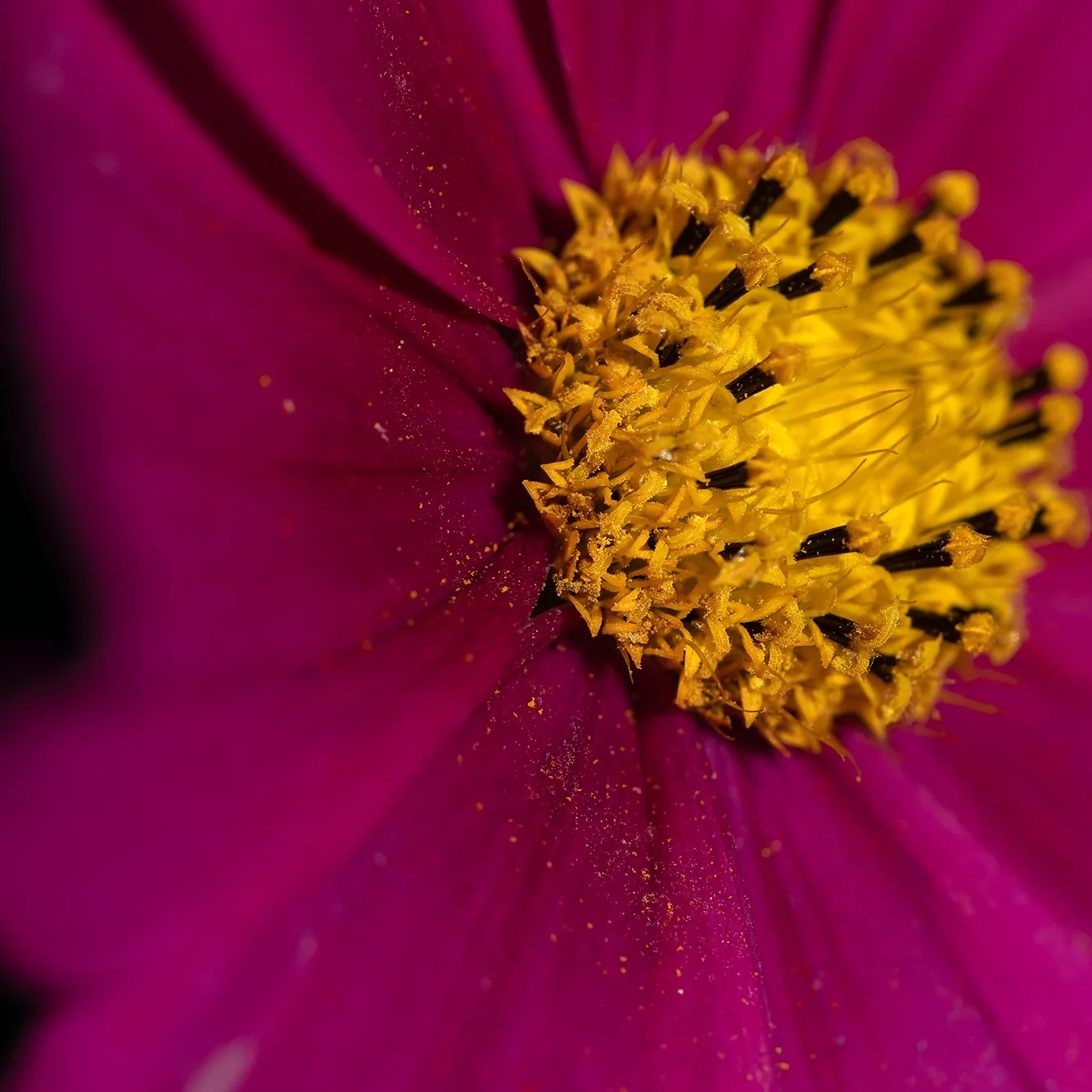 <strong>Flore #1404 - </strong> <small>© Rémy SALAÜN</small>