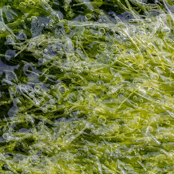 <strong>Vue Sur Mer #666 - Plévenon | 22</strong> <small>© Rémy SALAÜN</small>