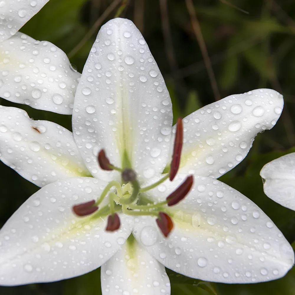 <strong>Après la Pluie #1208 - </strong> <small>© Rémy SALAÜN</small>