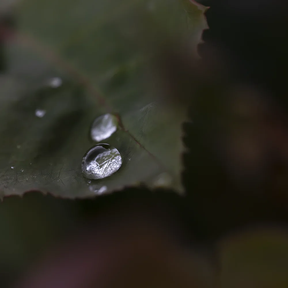 <strong>Après la Pluie #2213 - </strong> <small>© Rémy SALAÜN</small>