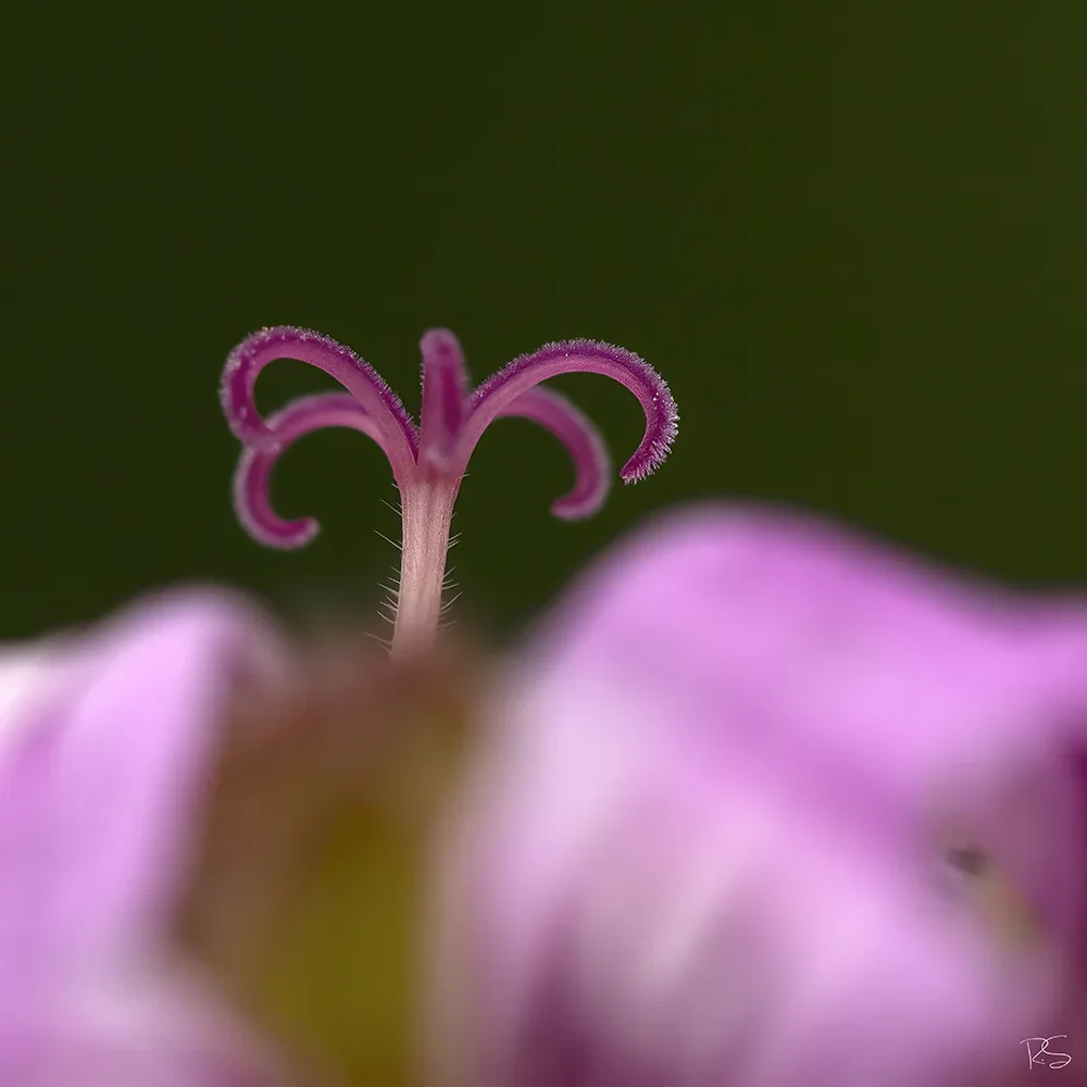 <strong>Flore #1445 - </strong> <small>© Rémy SALAÜN</small>