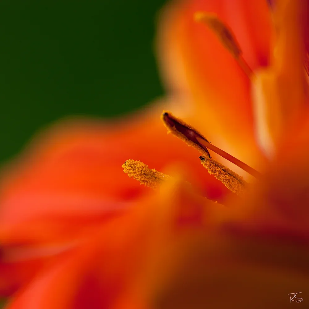 <strong>Flore #1370 - </strong> <small>© Rémy SALAÜN</small>