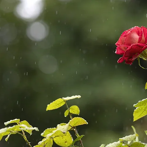 <strong>Après la Pluie #1241 - </strong> <small>© Rémy SALAÜN</small>