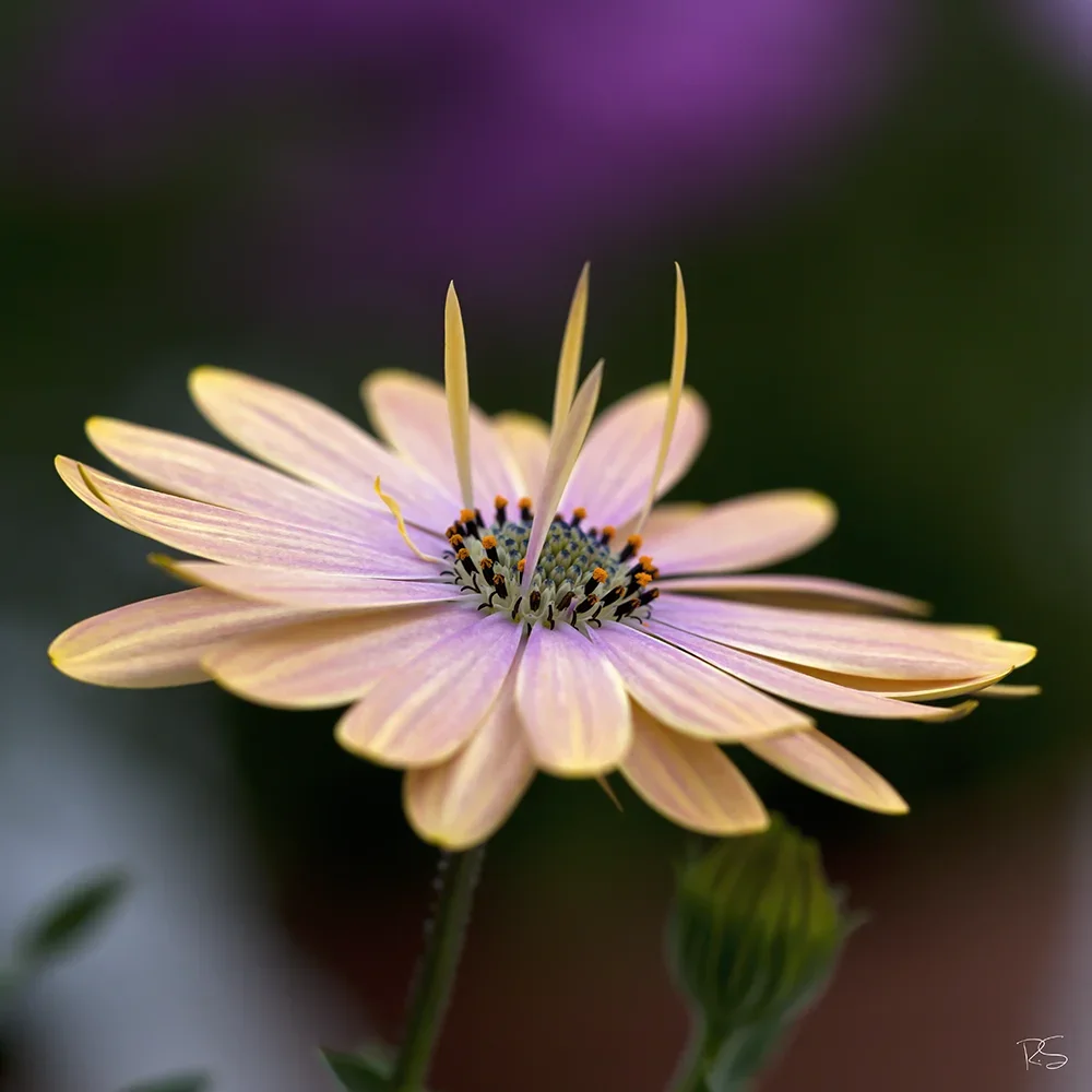 <strong>Flore #1516 - </strong> <small>© Rémy SALAÜN</small>