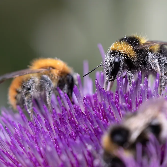 <strong>Animalité #2441 - </strong> <small>© Rémy SALAÜN</small>