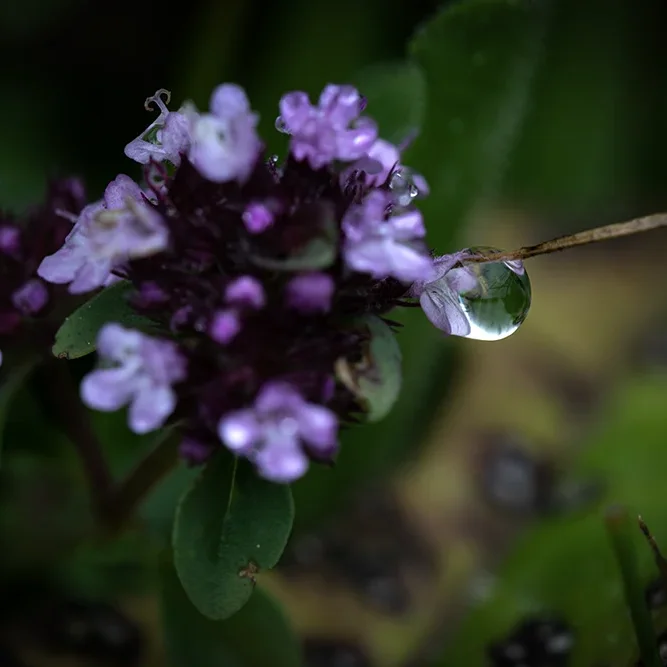 <strong>Après la Pluie #2474 - </strong> <small>© Rémy SALAÜN</small>