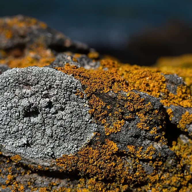 <strong>Vue Sur Mer #1774 - La Passagère | 35</strong> <small>© Rémy SALAÜN</small>