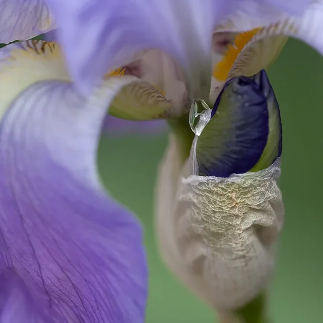 <strong>Après la Pluie #1253 - </strong> <small>© Rémy SALAÜN</small>