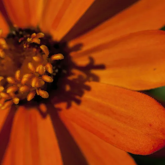 <strong>Flore #1522 - </strong> <small>© Rémy SALAÜN</small>