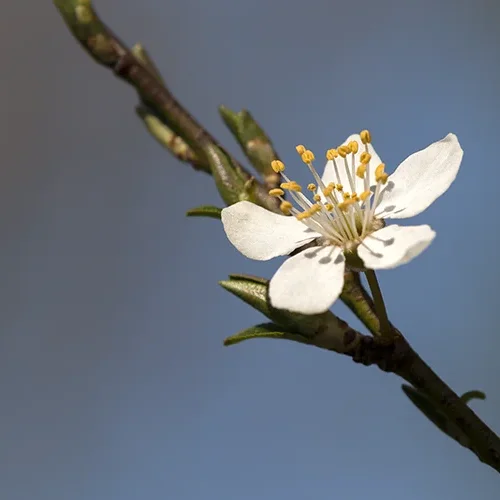 <strong>Flore #1487 - </strong> <small>© Rémy SALAÜN</small>