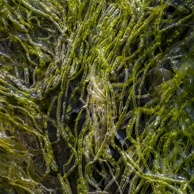 <strong>Vue Sur Mer #758 - Saint-Pierre (Penmarc'h) | 29</strong> <small>© Rémy SALAÜN</small>