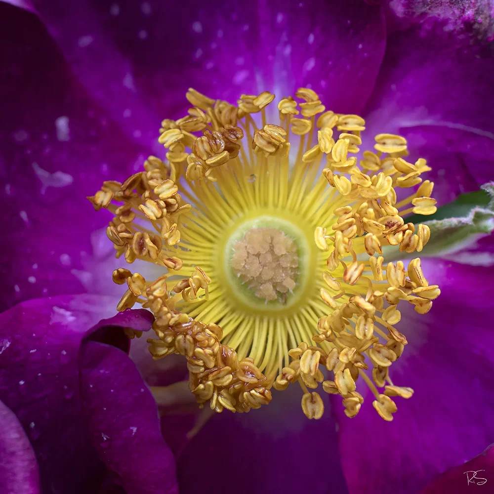 <strong>Après la Pluie #1226 - </strong> <small>© Rémy SALAÜN</small>