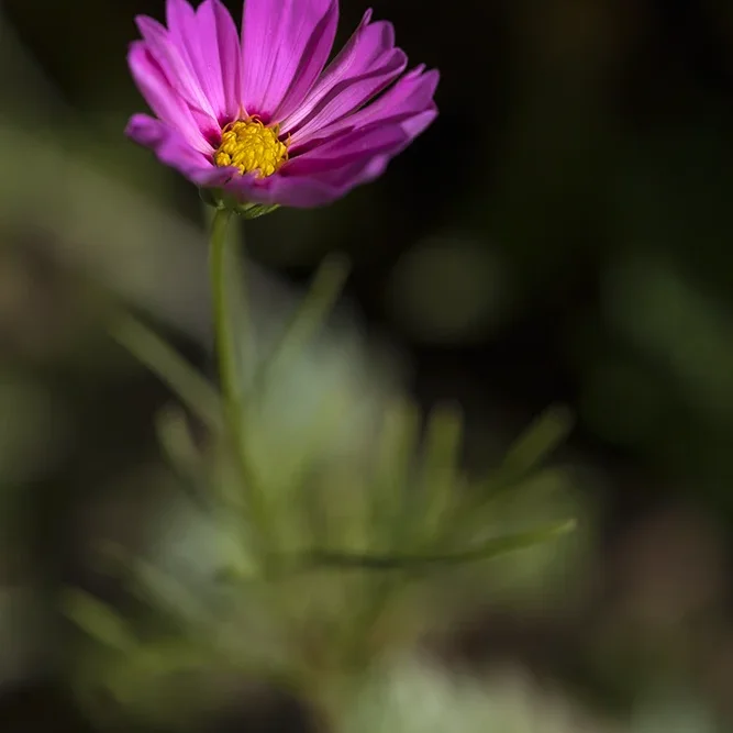 <strong>Flore #1499 - </strong> <small>© Rémy SALAÜN</small>