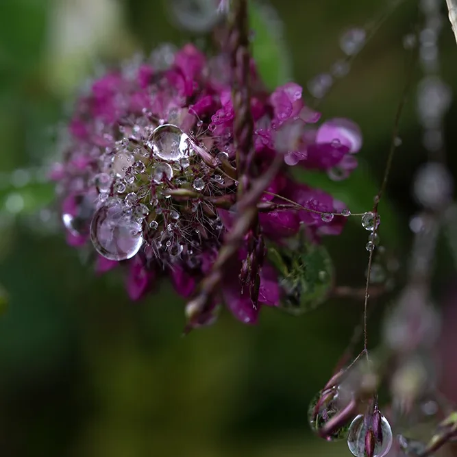 <strong>Après la Pluie #2423 - </strong> <small>© Rémy SALAÜN</small>