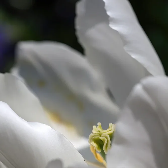 <strong>Flore #1496 - </strong> <small>© Rémy SALAÜN</small>